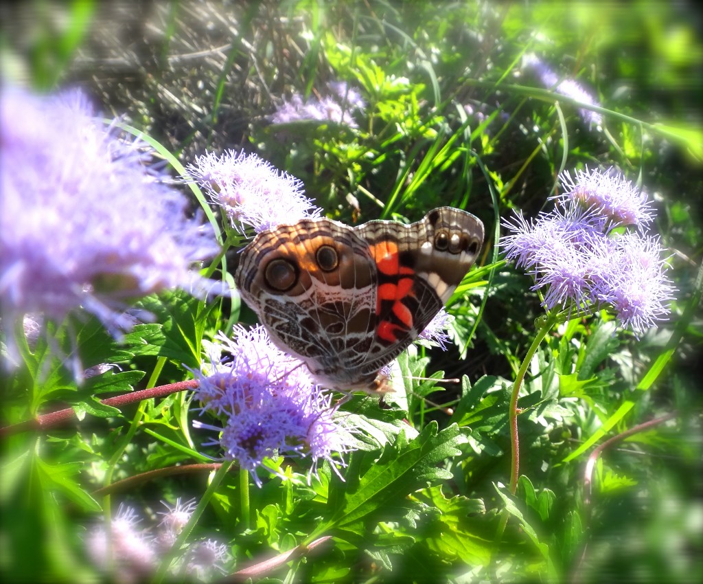 American Lady butterfly