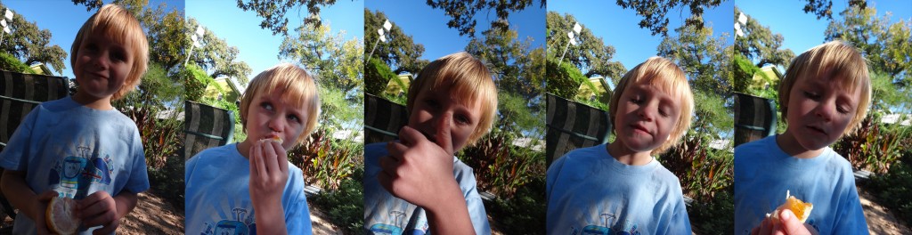 Satsuma tasting