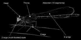 Damselfly Schematic