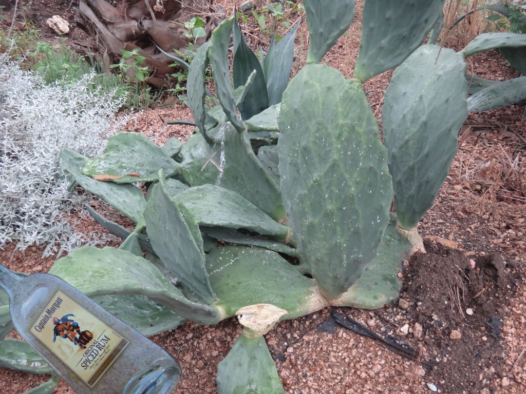 opuntia