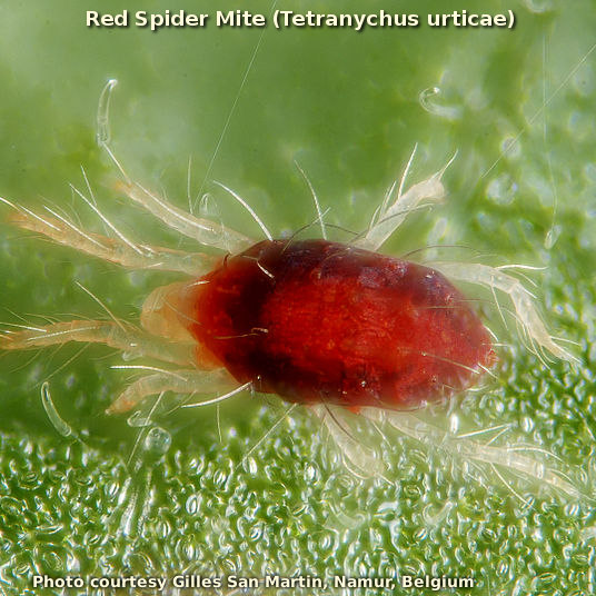 red-spider-mite
