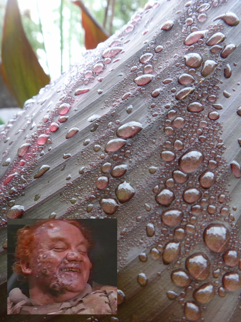 Baron Vladimir Harkonnen and Burgundy Canna