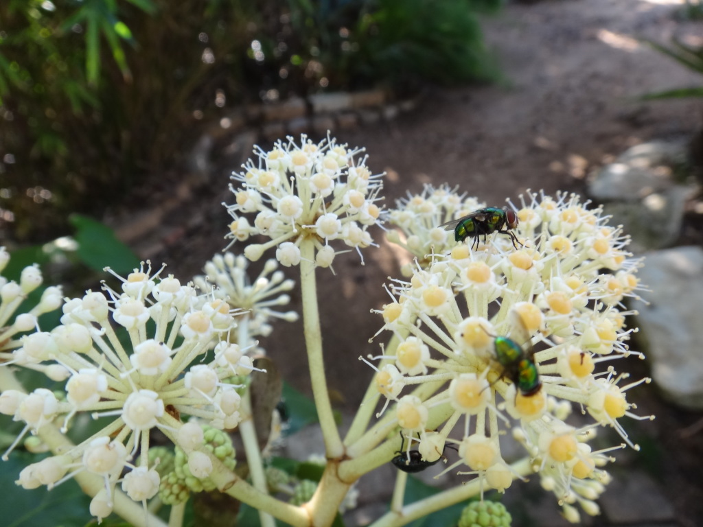 greenbottle flies