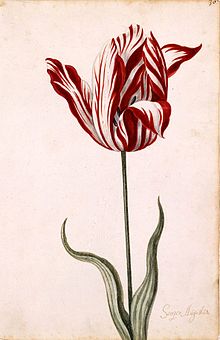 220px-Semper_Augustus_Tulip_17th_century