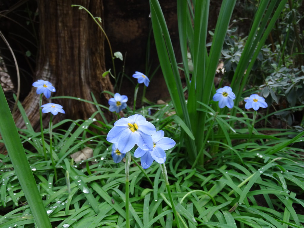 Spring Starflowers