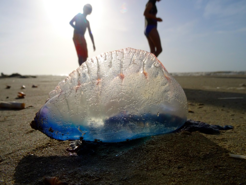 jellyfish