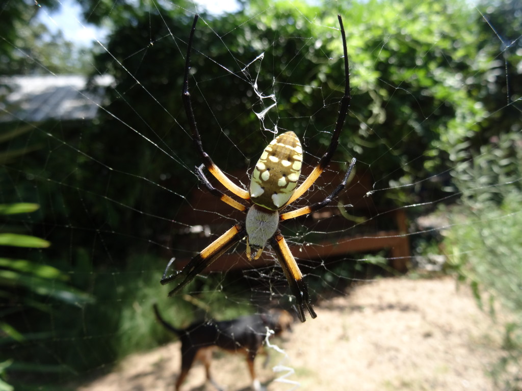 Argiope aurantia