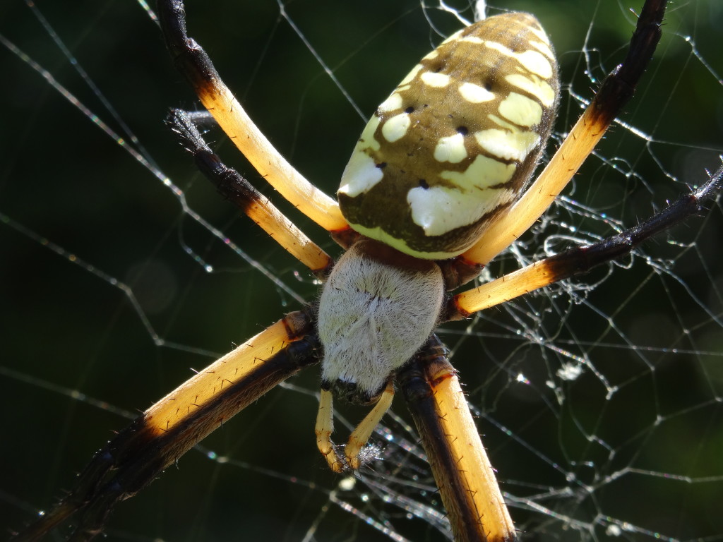 garden-spider