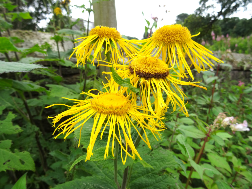 Inula Helenium