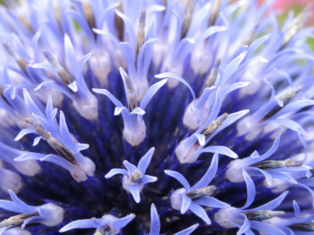 Echinops ritro