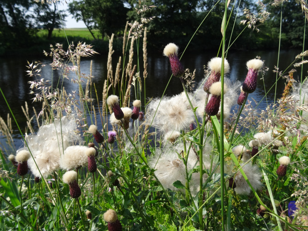 Cirsium arvense