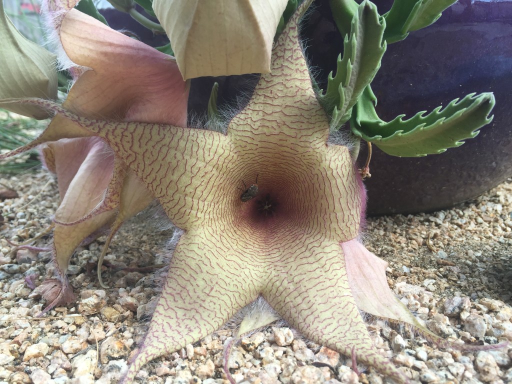 Starfish Flower, Carrion Flower