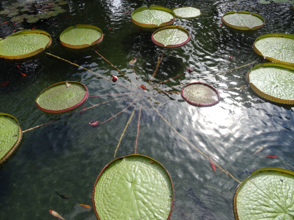 Victoria amazonica