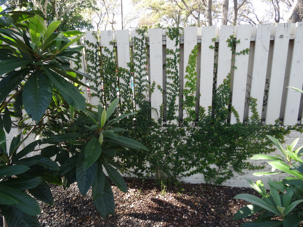 loquat