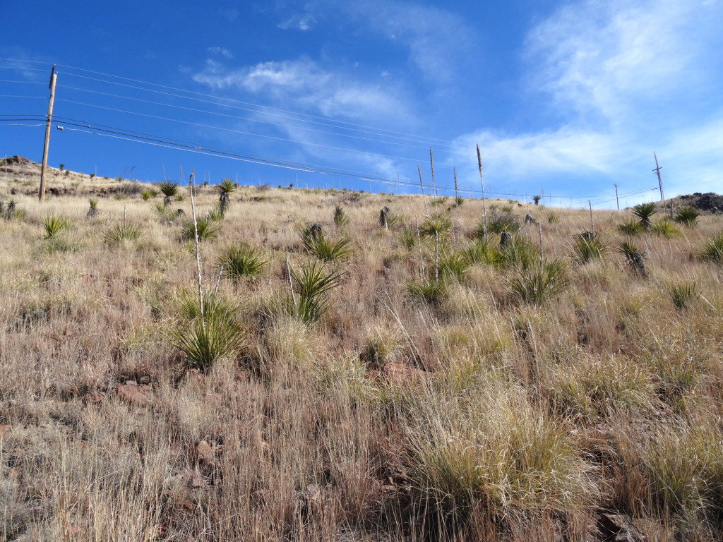 Davis Mountains