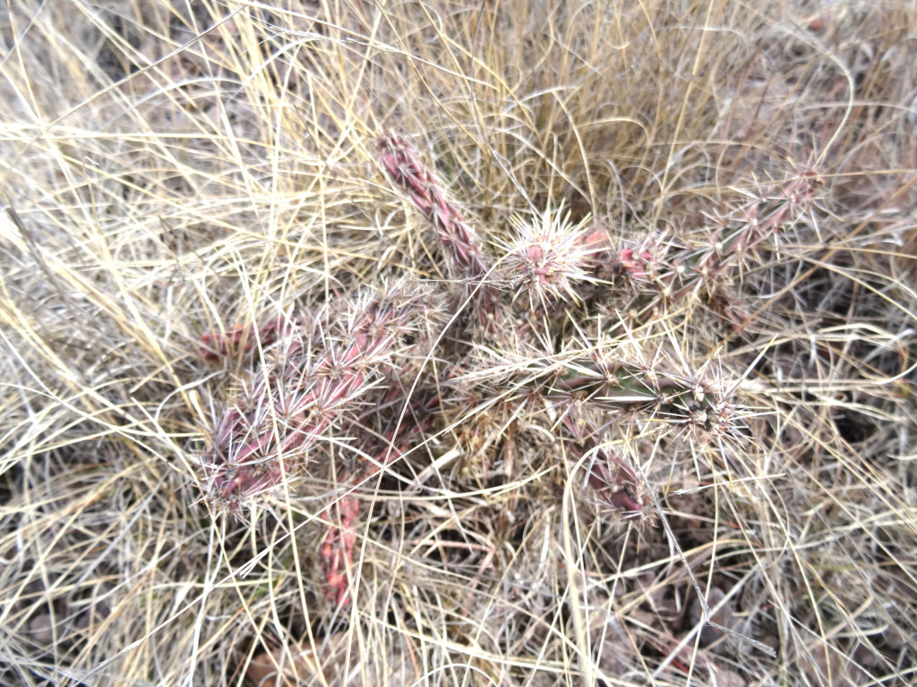 Davis Mountains