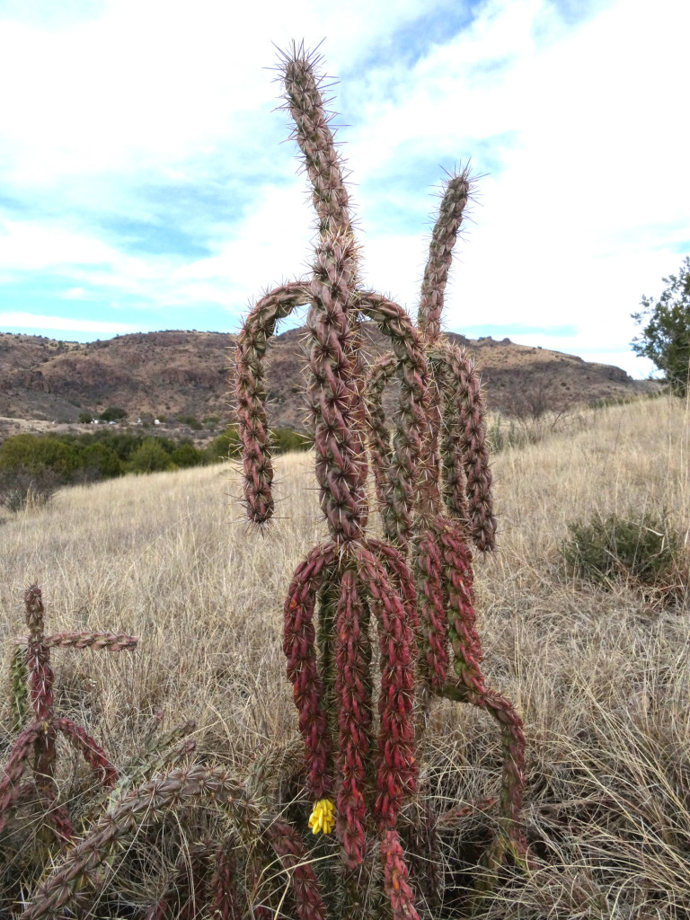 Davis-Mountains