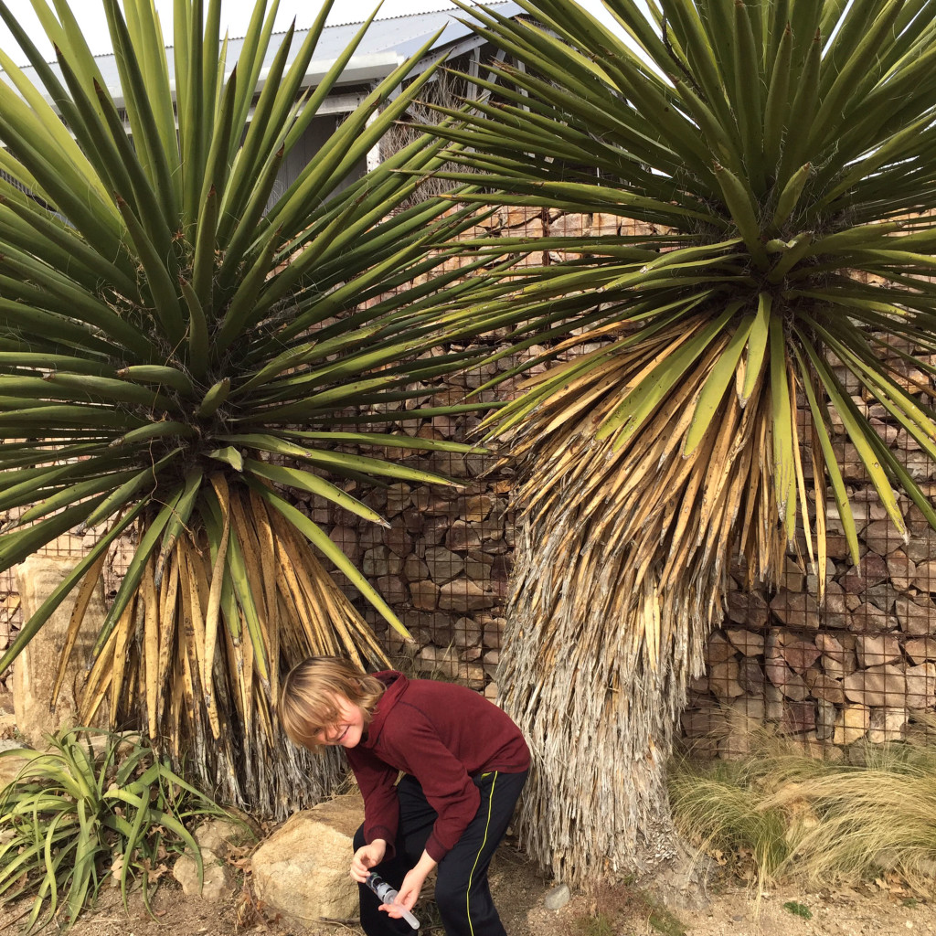 Yucca faxoniana