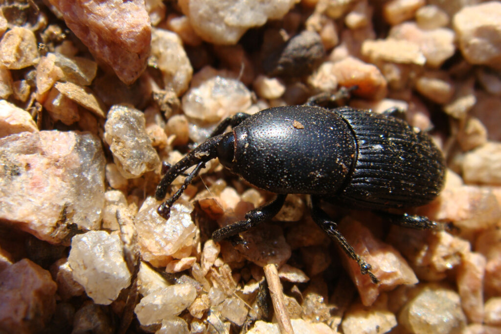 weevils in the garden