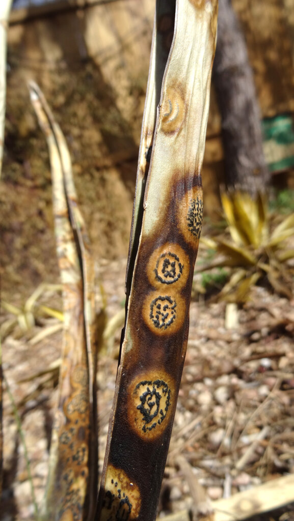 unusual patterns on an agave 