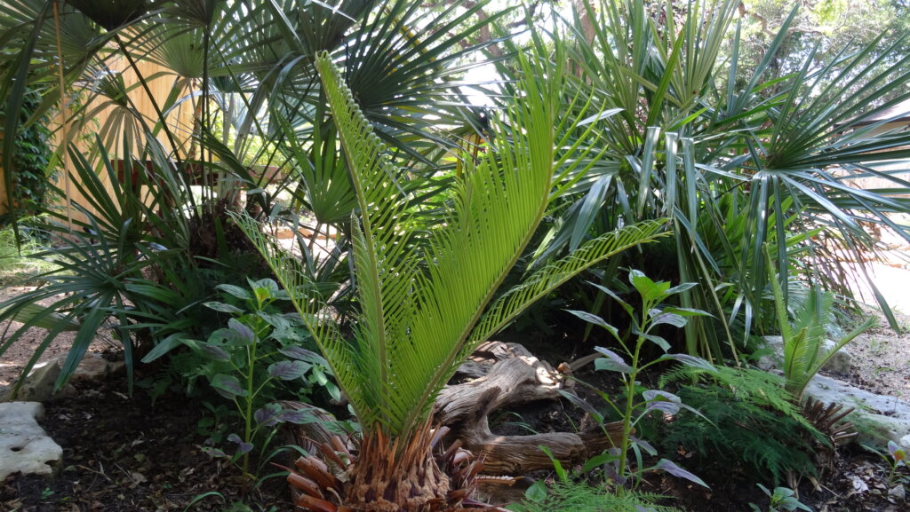 new growth on sago palm